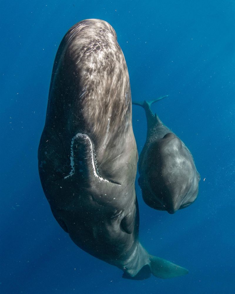 Sperm Whales Welcome Deformed Dolphin
