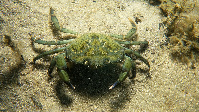 European Green Crab