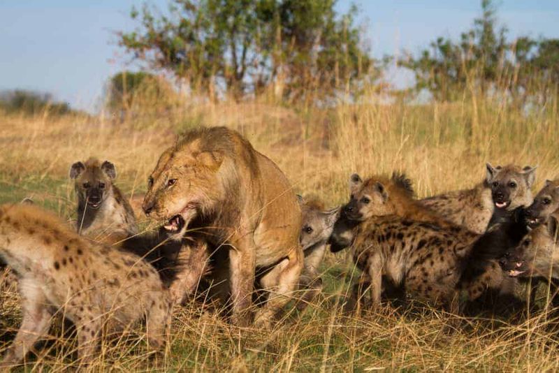 Lions Don't Fear Hyenas – They Compete With Them