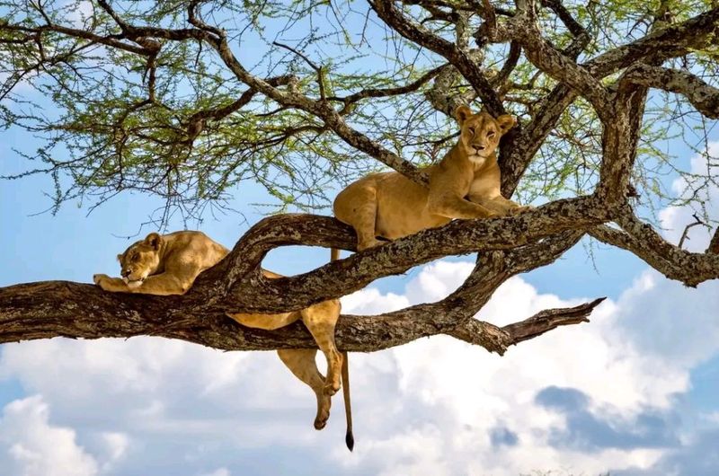 Lions Don't Climb Trees Regularly
