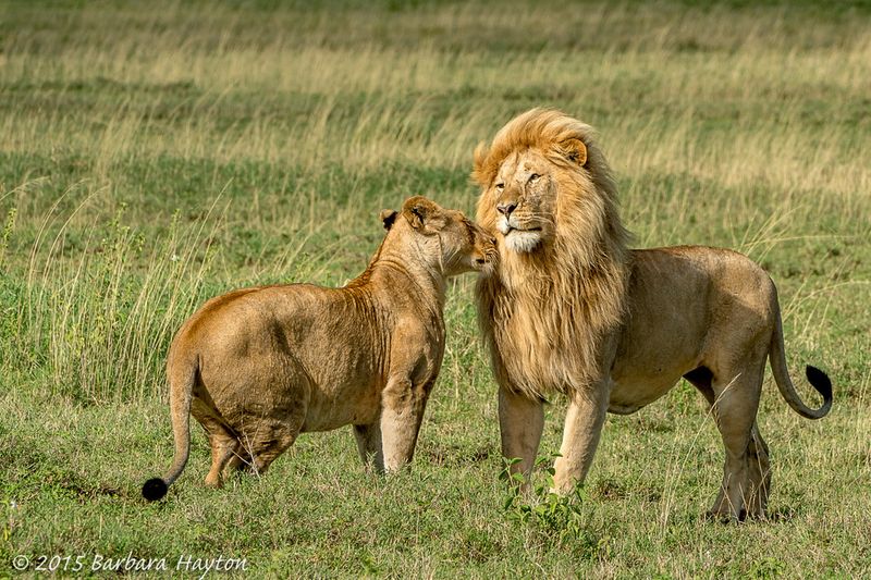 Lions Mate Frequently