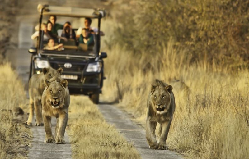 NONSENSE: Lions Attack Humans Frequently