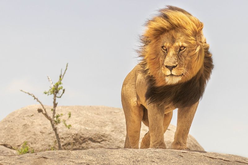 Lion Manes Aren't Just For Attracting Females