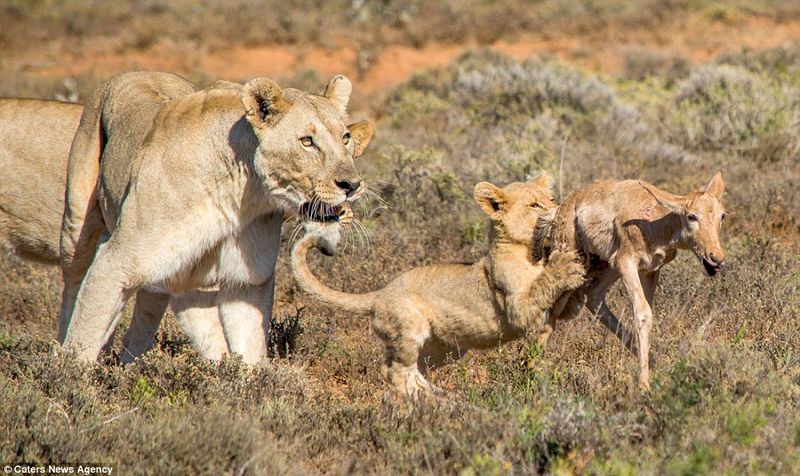 Cubs Aren't Trained to Hunt By Their Mothers
