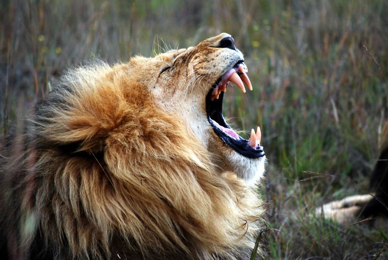 Lions Can't Purr Like House Cats
