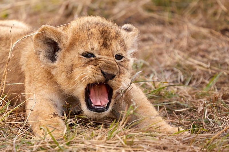 Cubs Aren't Born With Spots That Disappear