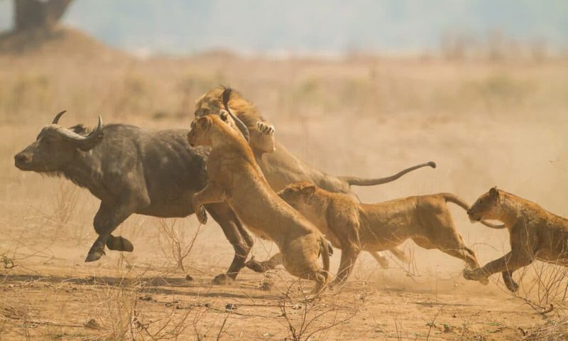 Male Lions Aren't Lazy Freeloaders
