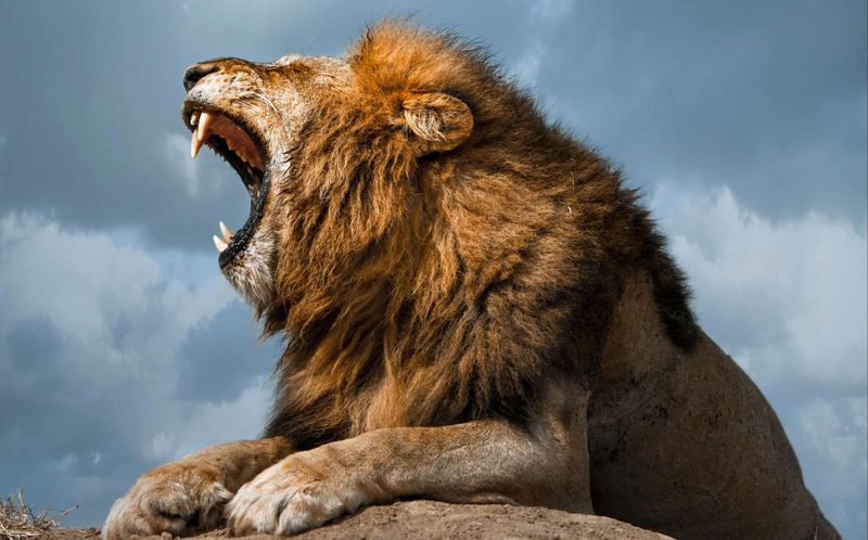 Lions Roar To Scare Prey