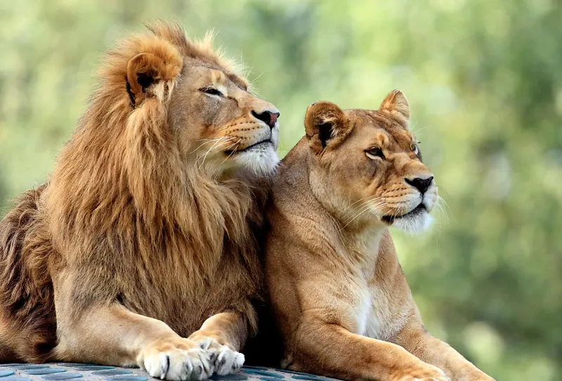 All Lions Have Manes