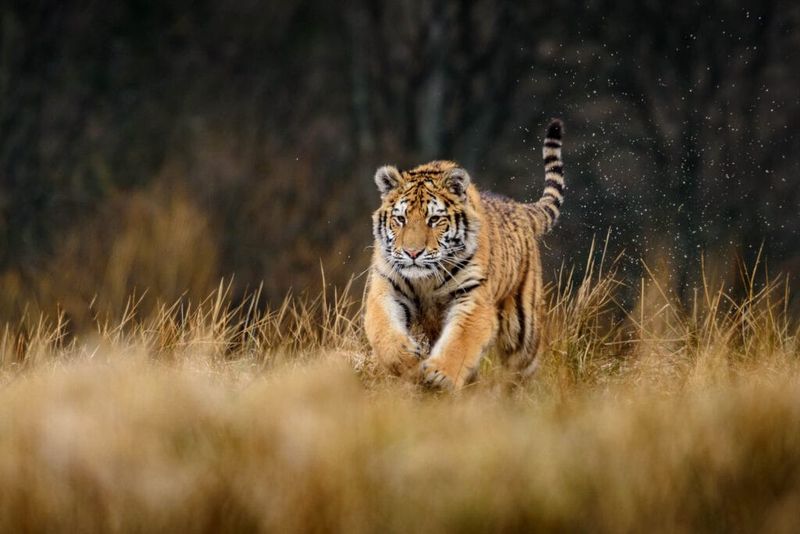 Tigers: Solitary And Unlikely To Share Parental Duties