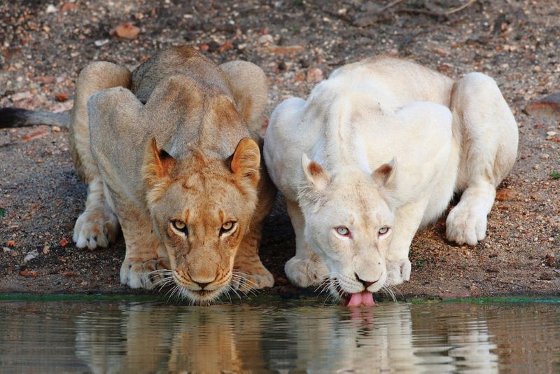 White Lions Are Albinos
