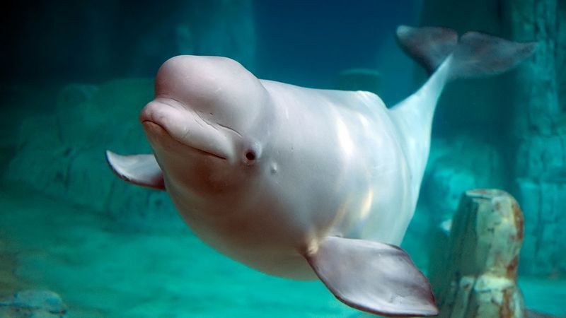 Beluga Whales: Aquatic Money Pits