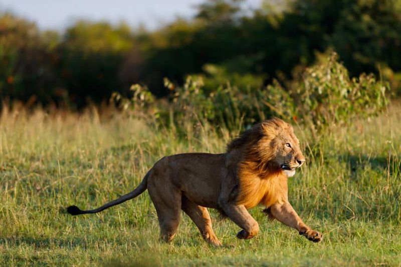 Male Lions Don't Hunt
