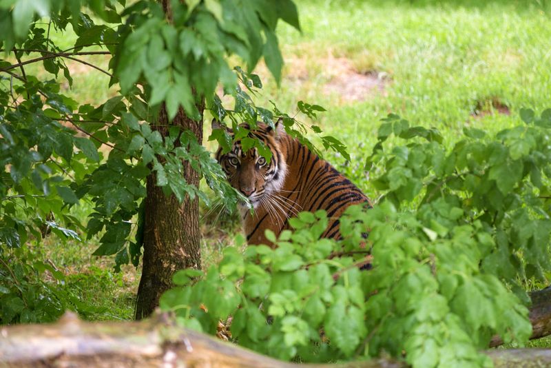 Tigers