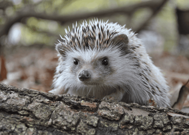Hedgehogs