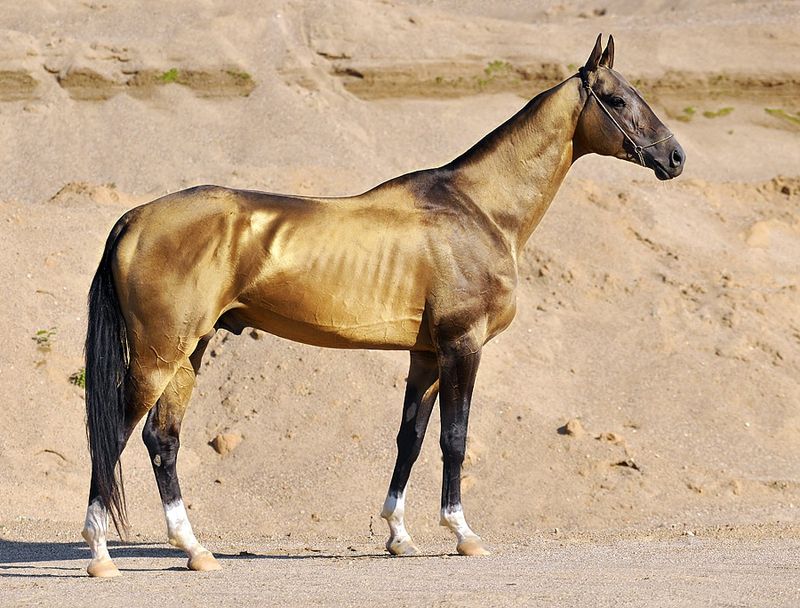 Akhal-Teke: The Golden Wonder