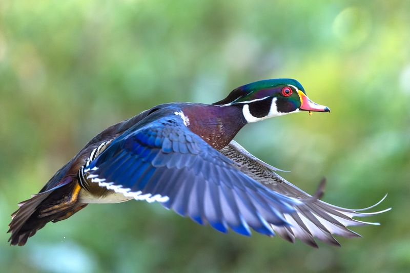 Identify Their Flight Pattern
