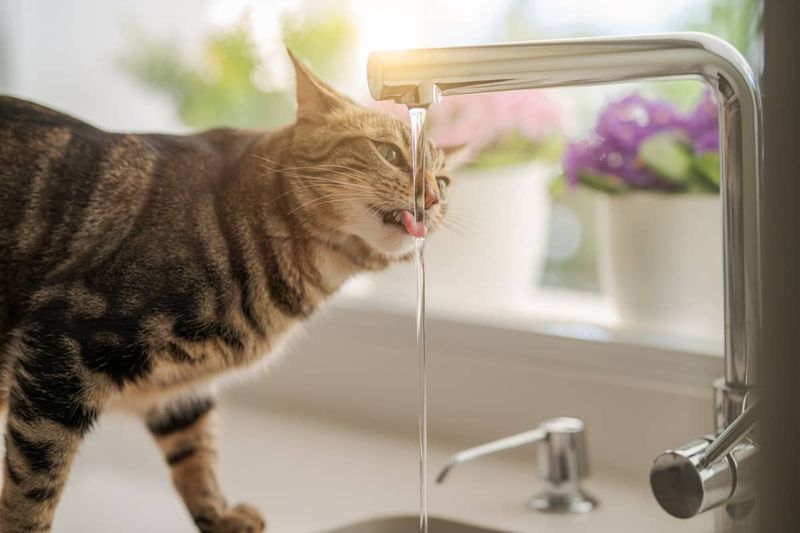 Water Bowl Visits Increase