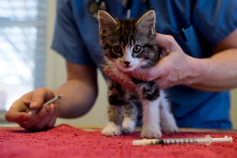 Multiplied Veterinary Expenses