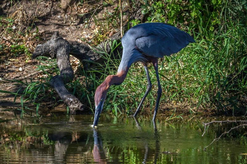 Goliath Heron – Africa's Waterside Giant