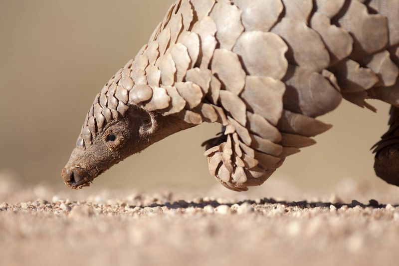 Extremely Difficult To Breed In Captivity
