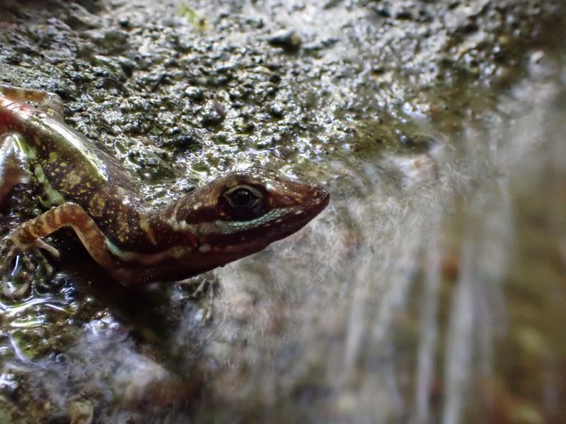 Escapes Predators By Diving Underwater