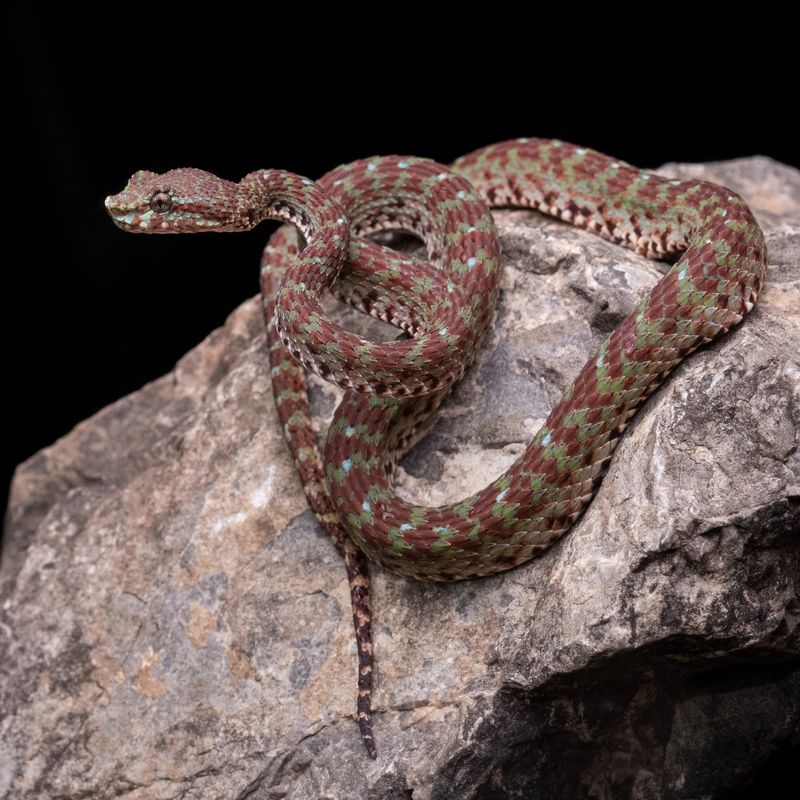 Uses Camouflage To Avoid Predators