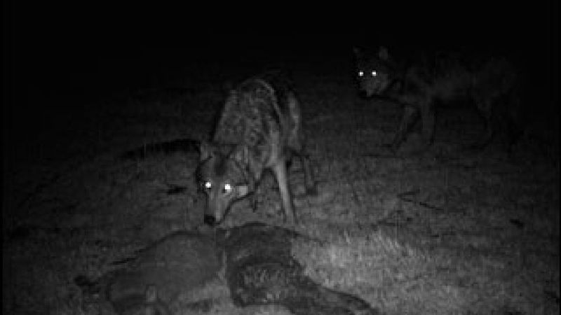 Wolves Spotted Closer to Homes Than Ever Before