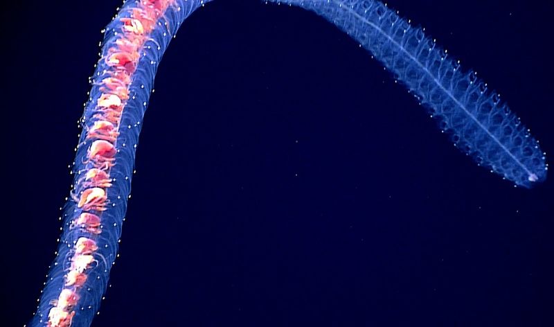 Nature's Lightsaber: The Siphonophore