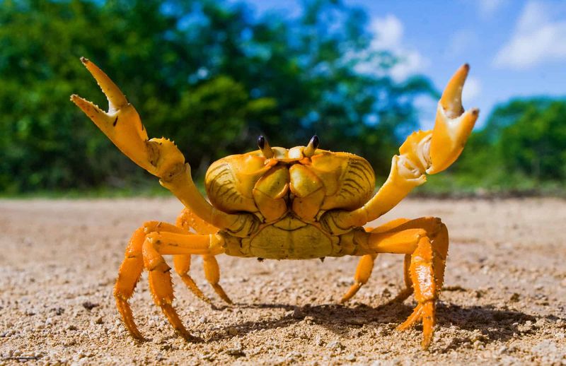 Evolutionary Imposters