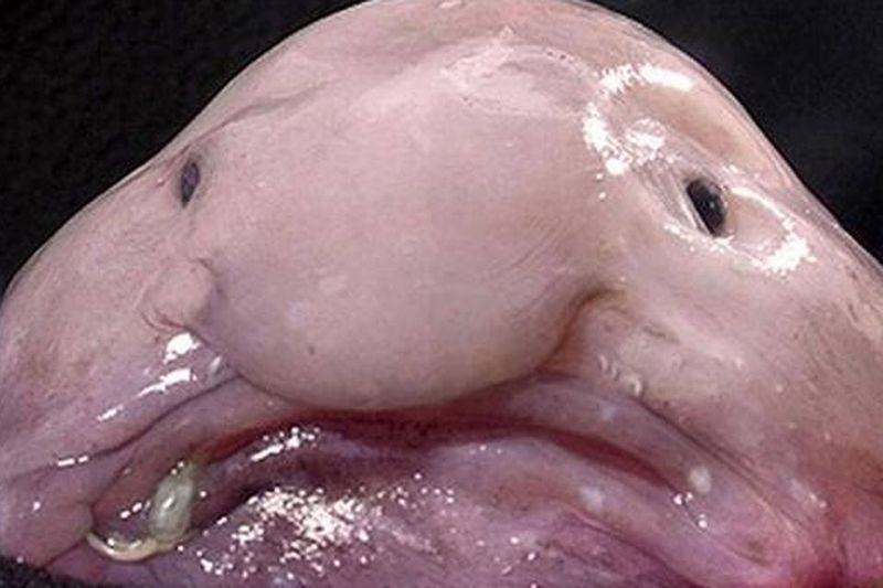 Blob From Below: The Blobfish