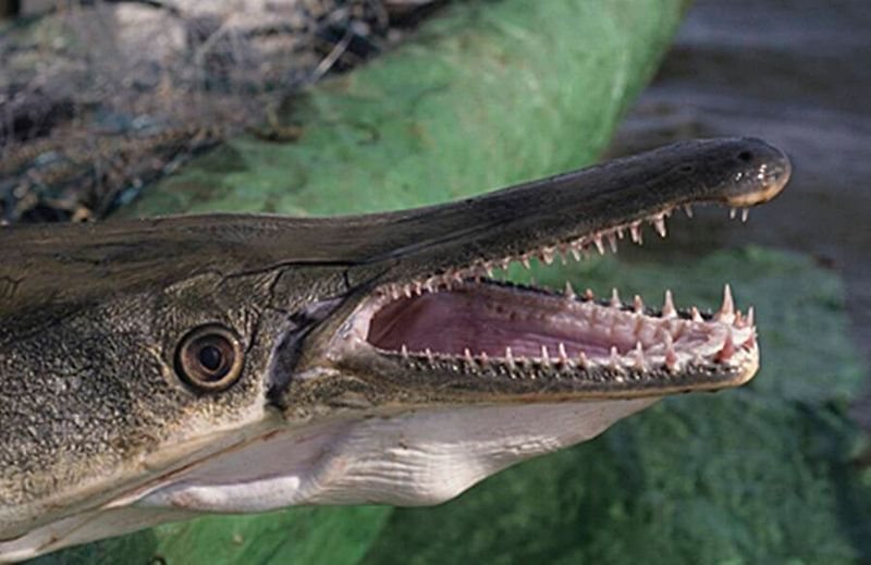 Mistaken Identity: Not Actually Related To Alligators