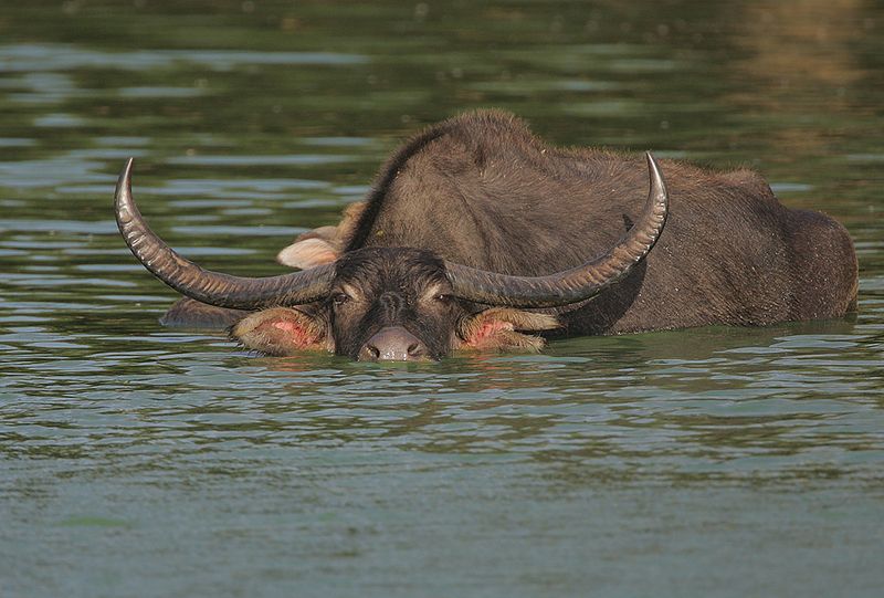 Horns Like Scimitars: The Water Buffalo