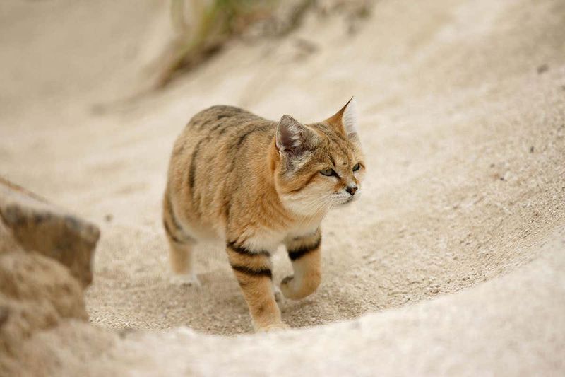 Desert's Miniature Warrior