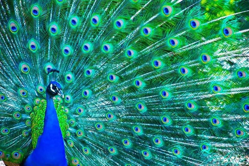 The Feathered Masterpiece: Indian Peafowl