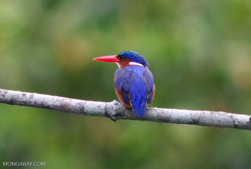 Winged Jewel: Malachite Kingfisher