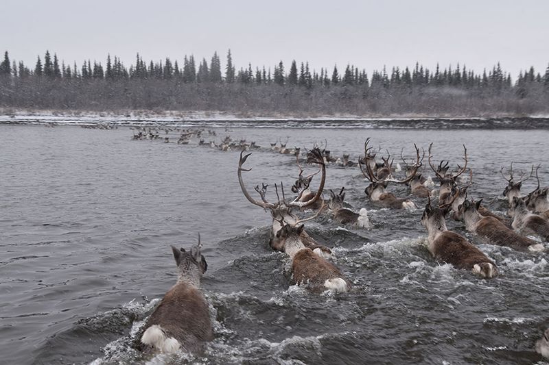 Nature's Ecological Dominoes