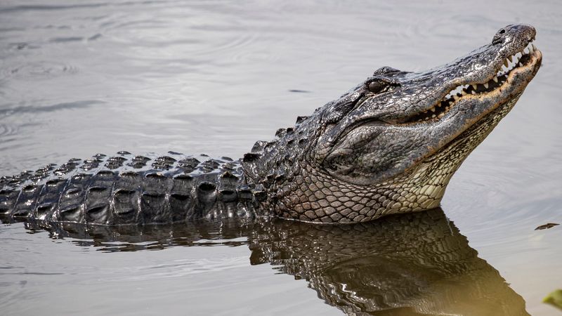 Bathroom Alligators