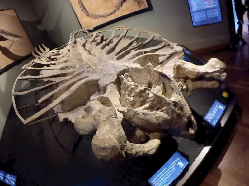 Archelon: The Volkswagen-Sized Turtle