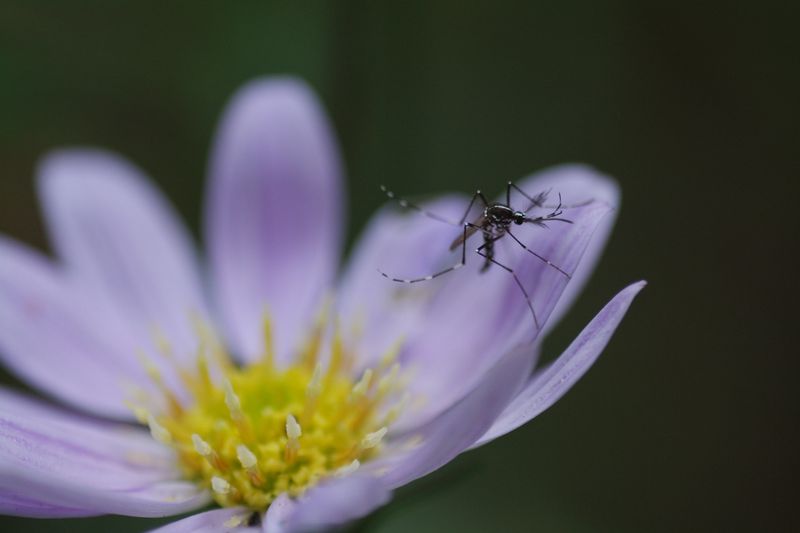 Mosquitoes With A Sweeter Side