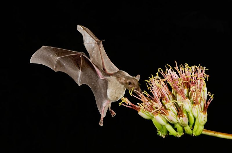 Bats That Make Tequila Possible