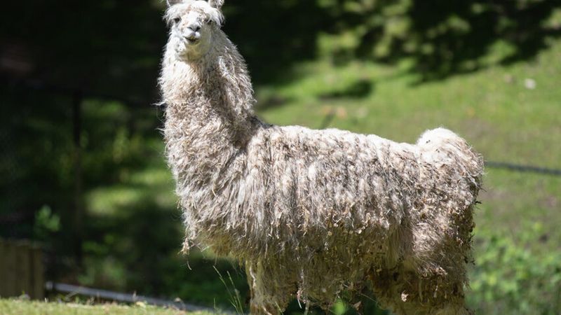 Animals Seized From Oregon Safari