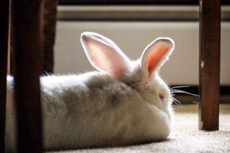 Rabbits Stop Eating When Bonded Pairs Break