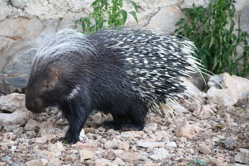 Porcupines Kept Out Of Public View