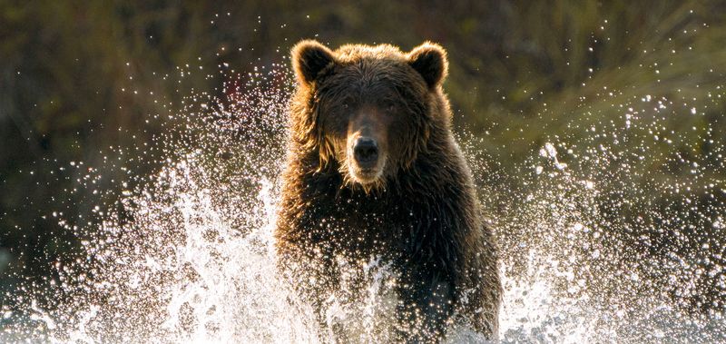 Global Impact Of Conservation Efforts For Rare Species