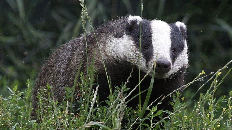 Wildlife Might Disturb The Grave