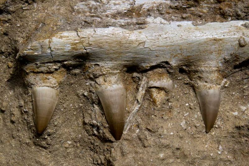 Fierce Battle Marks Left On Bones