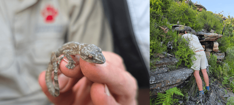 Species Name