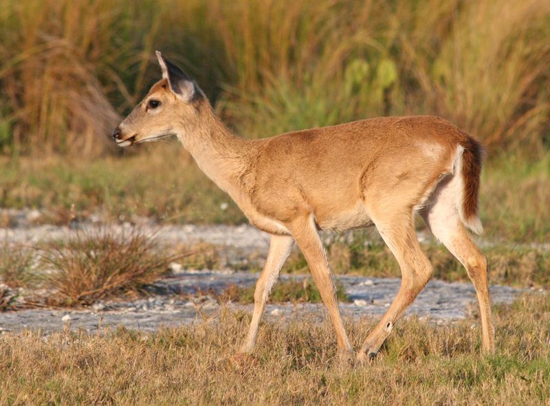 Key Deer Shrink To Fit Island Resources