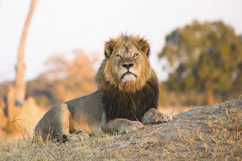Cecil The Lion